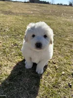 Moose, a male Great Pyrenees for sale in Campbell, TX – Photo 1 of 6