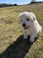 Moose, a male Great Pyrenees for sale in Campbell, TX – Photo 2 of 6