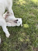 Bear, a male Great Pyrenees for sale in Campbell, TX – 5 of 8