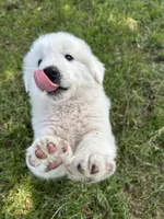 Bear, a male Great Pyrenees for sale in Campbell, TX – 3 of 8