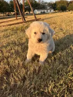 Benji, a male Great Pyrenees for sale in Cumby, TX – 3 of 3