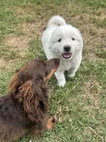Bear, a male Great Pyrenees for sale in Campbell, TX – 2 of 8