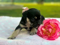 Keepsake, a female French Bulldog for sale in Liberty, KY – 3 of 4