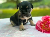 Keepsake, a female French Bulldog for sale in Liberty, KY – 4 of 4