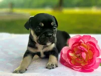 Keepsake, a female French Bulldog for sale in Liberty, KY – 2 of 4