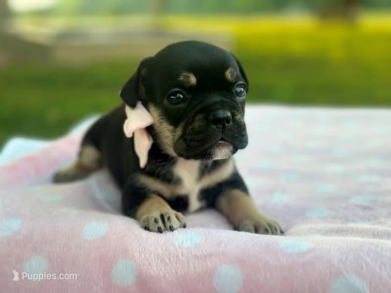 Keepsake – French Bulldog puppy for sale in Liberty, KY