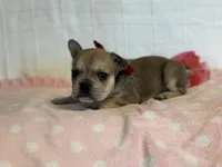 Sugar Cane, a female French Bulldog for sale in Liberty, KY – 4 of 4