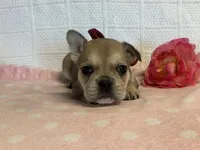 Sugar Cane, a female French Bulldog for sale in Liberty, KY – 3 of 4
