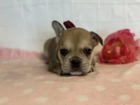 Sugar Cane, a female French Bulldog for sale in Liberty, KY – 2 of 4