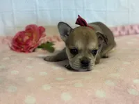Sugar Cane, a female French Bulldog for sale in Liberty, KY – 1 of 4