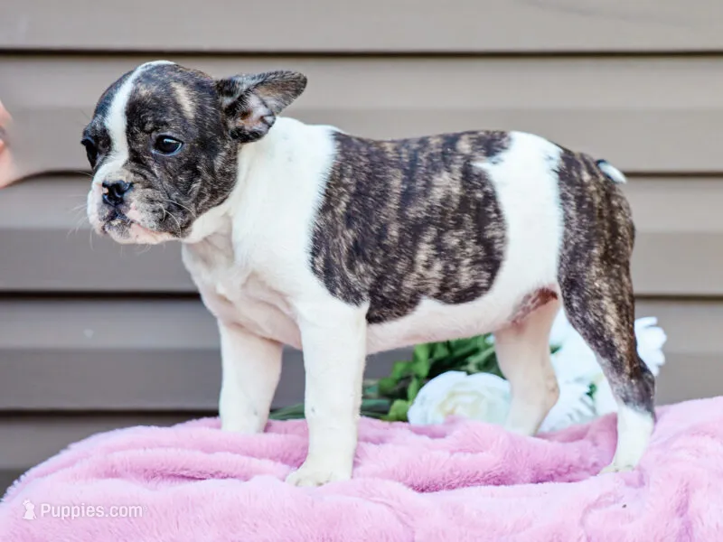 Key Lemon – French Bulldog puppy for sale in Liberty, KY