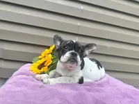 Kinder, a female French Bulldog for sale in Liberty, KY – 3 of 4