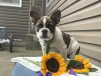 Sonny, a male French Bulldog for sale in Liberty, KY – 1 of 4