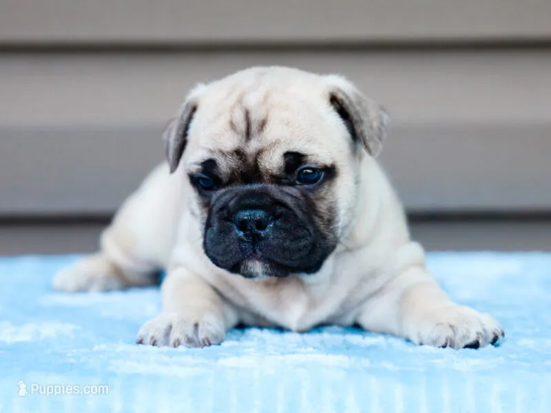 Miracle – French Bulldog puppy for sale in Liberty, KY