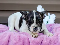 Key Lemon, a female French Bulldog for sale in Liberty, KY – 4 of 4