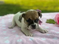 Sweet Pea, a female French Bulldog for sale in Liberty, KY – 4 of 4