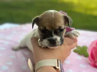 Sweet Pea, a female French Bulldog for sale in Liberty, KY – 1 of 4