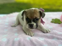 Sweet Pea, a female French Bulldog for sale in Liberty, KY – 2 of 4