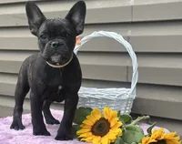 Kosher, a female French Bulldog for sale in Liberty, KY – 3 of 4