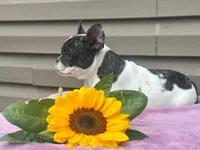 Kinder, a female French Bulldog for sale in Liberty, KY – 4 of 4