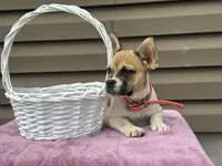 Sweet Pea, a female French Bulldog for sale in Liberty, KY – 2 of 4