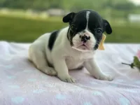 Kinder, a female French Bulldog for sale in Liberty, KY – 3 of 4