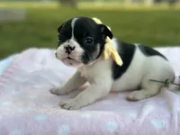 Kinder, a female French Bulldog for sale in Liberty, KY – 4 of 4