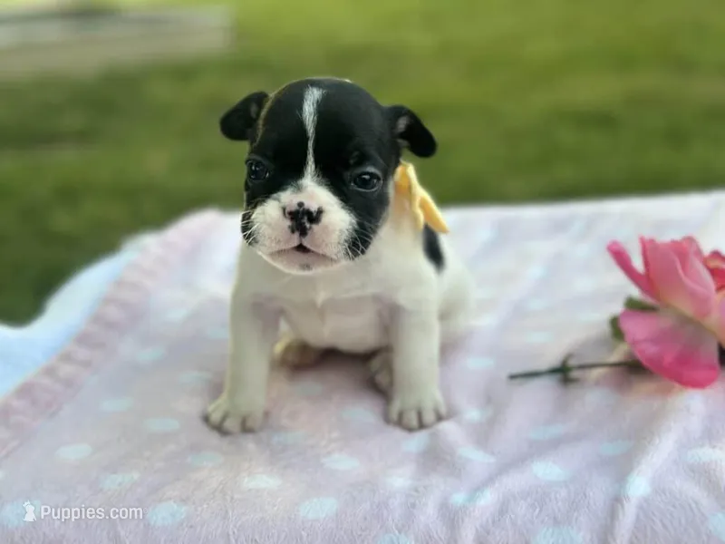 Kinder – French Bulldog puppy for sale in Liberty, KY