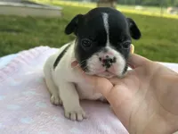 Kinder, a female French Bulldog for sale in Liberty, KY – 2 of 4