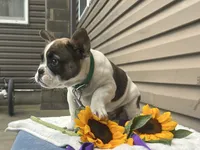 Sonny, a male French Bulldog for sale in Liberty, KY – 3 of 4