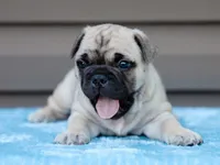 Miracle, a male French Bulldog for sale in Liberty, KY – 4 of 4