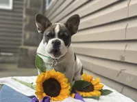 Sonny, a male French Bulldog for sale in Liberty, KY – 4 of 4