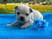 Surprise, a male French Bulldog for sale in Liberty, KY – 3 of 3