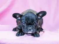 Geneva, a female French Bulldog for sale in Liberty, KY – Photo 1 of 4