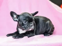 Geneva, a female French Bulldog for sale in Liberty, KY – Photo 2 of 4