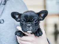 Geneva, a female French Bulldog for sale in Liberty, KY – Photo 4 of 4