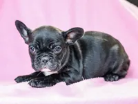 Geneva, a female French Bulldog for sale in Liberty, KY – Photo 3 of 4