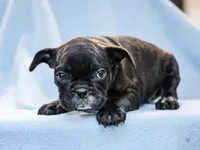 Delroy, a male French Bulldog for sale in Liberty, KY – Photo 4 of 4