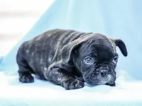 Delroy, a male French Bulldog for sale in Liberty, KY – Photo 1 of 4