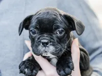 Delroy, a male French Bulldog for sale in Liberty, KY – Photo 3 of 4