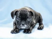 Delroy, a male French Bulldog for sale in Liberty, KY – Photo 2 of 4