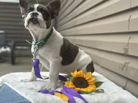 Sonny, a male French Bulldog for sale in Liberty, KY – 2 of 4