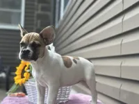 Sweet Pea, a female French Bulldog for sale in Liberty, KY – 3 of 4