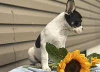 Sunkist, a male French Bulldog for sale in Liberty, KY – 2 of 4