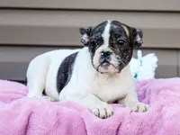 Key Lemon, a female French Bulldog for sale in Liberty, KY – 3 of 4