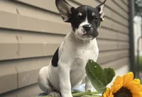 Sunkist, a male French Bulldog for sale in Liberty, KY – 4 of 4