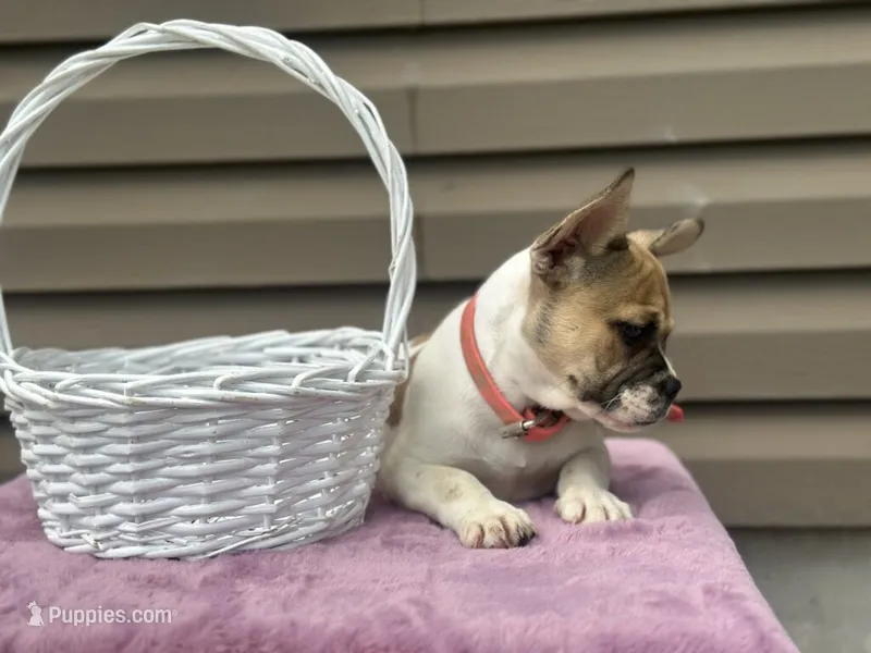 Sweet Pea – French Bulldog puppy for sale in Liberty, KY