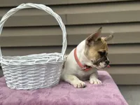 Sweet Pea, a female French Bulldog for sale in Liberty, KY – 1 of 4
