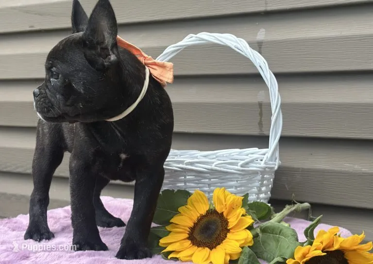 Kosher – French Bulldog puppy for sale in Liberty, KY