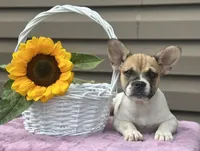 Sweet Pea, a female French Bulldog for sale in Liberty, KY – 4 of 4